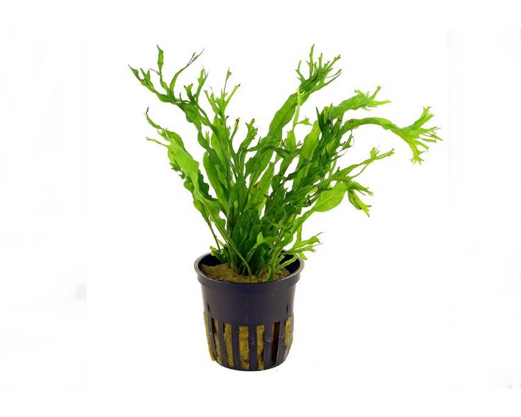 Microsorium windelov 5 cm pot